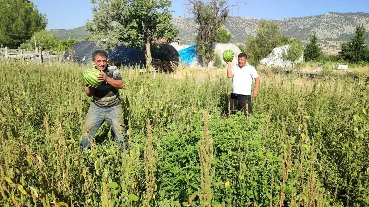 Karpuz Üreticisi, Tarlasını Halka Açtı: Ücretsiz Karpuz Dağıtıyor