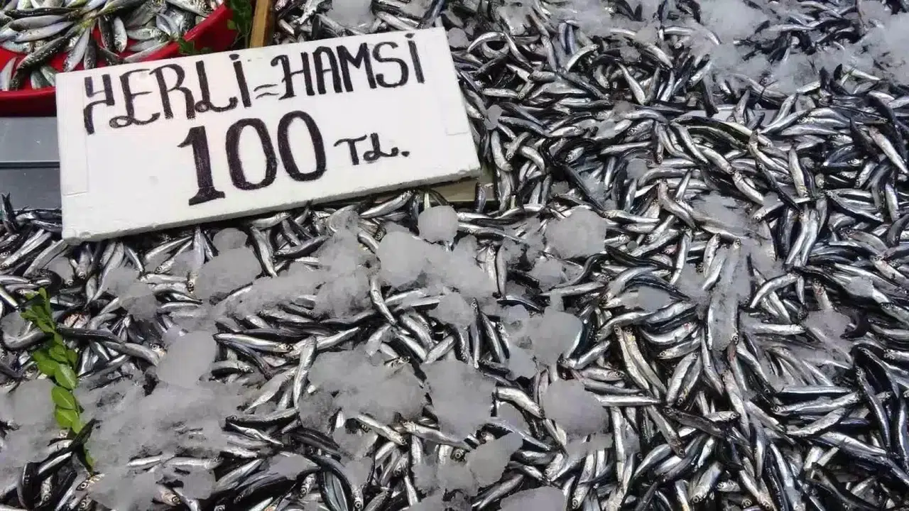 Karadeniz'de 2023 Hamsi Sezonu Erken Başladı