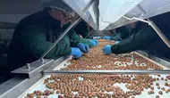 Türkiye'nin Fındık İhracatı 124 Ülkeye Ulaştı