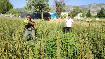 Karpuz Üreticisi, Tarlasını Halka Açtı: Ücretsiz Karpuz Dağıtıyor