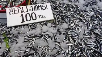 Karadeniz'de 2023 Hamsi Sezonu Erken Başladı