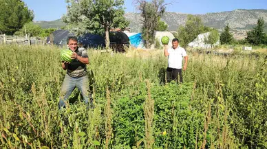 Karpuz Üreticisi, Tarlasını Halka Açtı: Ücretsiz Karpuz Dağıtıyor