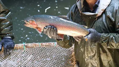Türkiye'de Kültür Balıkçılığı İhracatı Yüzde 192 Artış Gösterdi