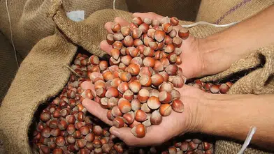 Ordu’da Güncel Fındık Fiyatı Ne Kadar? 14 Eylül 2025