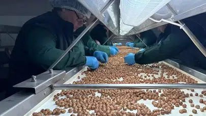 Türkiye'nin Fındık İhracatı 124 Ülkeye Ulaştı