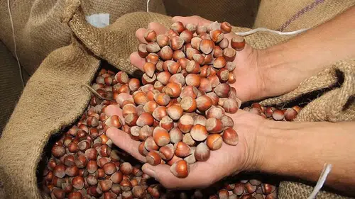 Ordu’da Güncel Fındık Fiyatı Ne Kadar? 14 Eylül 2025