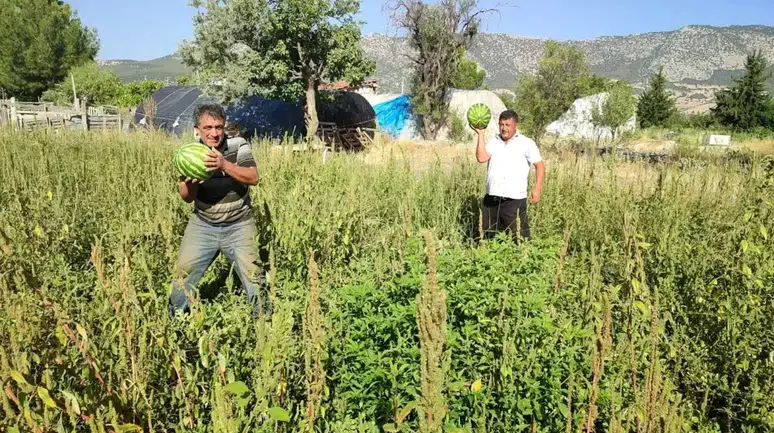 Karpuz Üreticisi, Tarlasını Halka Açtı: Ücretsiz Karpuz Dağıtıyor