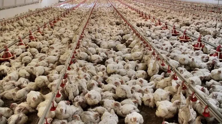 Tavuk Eti Üretimi Temmuz Ayında Artış Gösterdi