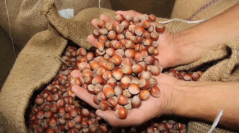 Ordu’da Güncel Fındık Fiyatı Ne Kadar? 14 Eylül 2025