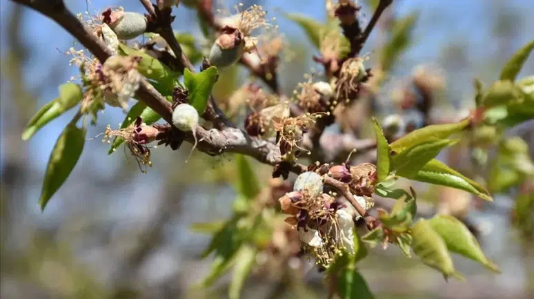 Malatya'da Zirai Dondan Etkilenen Çiftçilere Destek Ödemesi Yapılacak